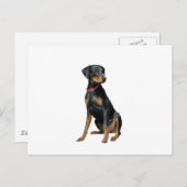 Carte Postale Pinscher Dobermann (naturel) (Devant / Derrière)
