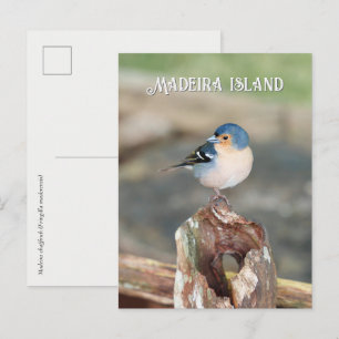 Carte Postale Pinson bleu de Madère (Fringilla maderensis)