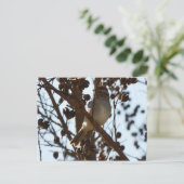 Carte Postale Pinson familier (Debout devant)