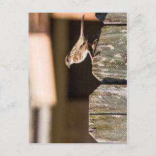 Carte Postale Pinson sur une clôture