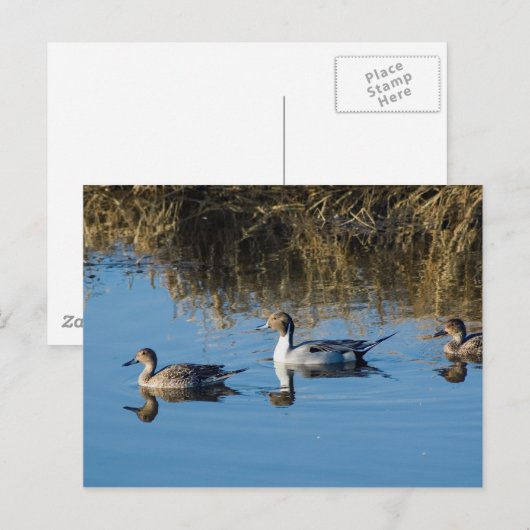 Carte Postale Pintail (Devant / Derrière)