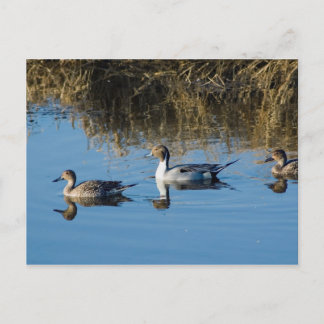 Carte Postale Pintail