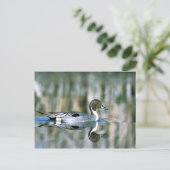 Carte Postale Pintail (Debout devant)