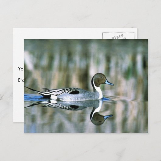 Carte Postale Pintail (Devant / Derrière)