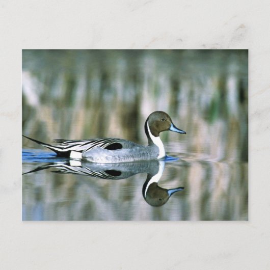 Carte Postale Pintail (Devant)