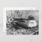 Carte Postale Pintail Drake noir et blanc (Devant / Derrière)