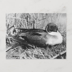 Carte Postale Pintail Drake noir et blanc