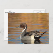 Carte Postale Pintail Nord Homme (Devant / Derrière)