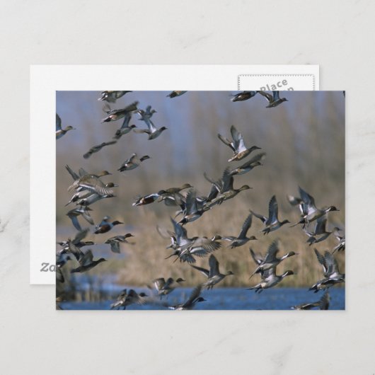 Carte Postale Pintails en vol (Devant / Derrière)