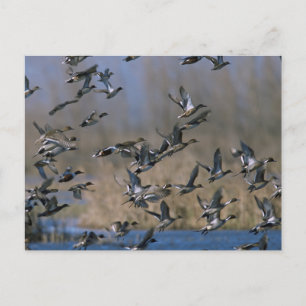 Carte Postale Pintails en vol