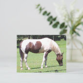 Carte Postale Pinto (Debout devant)