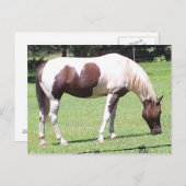 Carte Postale Pinto (Devant / Derrière)