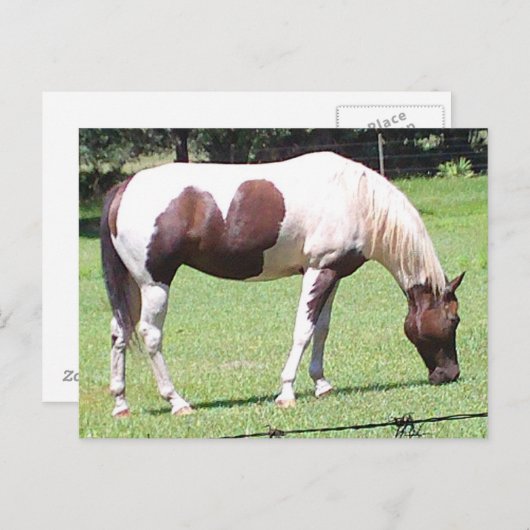 Carte Postale Pinto (Devant / Derrière)