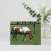 Carte Postale Pinto (Debout devant)