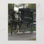 Carte Postale Pinto Amish Horse et Buggy (Devant)