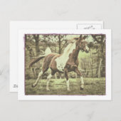 Carte Postale Pinto Arabian (Devant / Derrière)