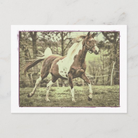 Carte Postale Pinto Arabian (Devant)