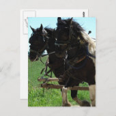 Carte Postale Pinto Drafts au travail (Devant / Derrière)