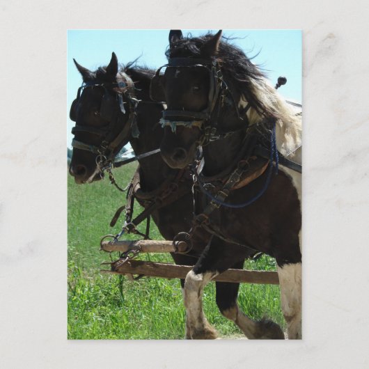 Carte Postale Pinto Drafts au travail (Devant)