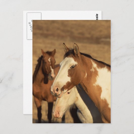 Carte Postale Pinto en troupeau (Devant / Derrière)