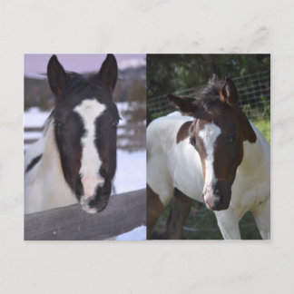 Carte Postale pinto filly Shasta