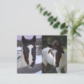 Carte Postale pinto filly Shasta (Debout devant)