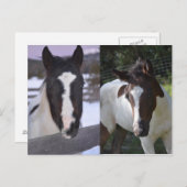 Carte Postale pinto filly Shasta (Devant / Derrière)