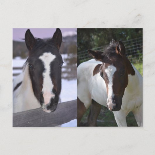 Carte Postale pinto filly Shasta (Devant)