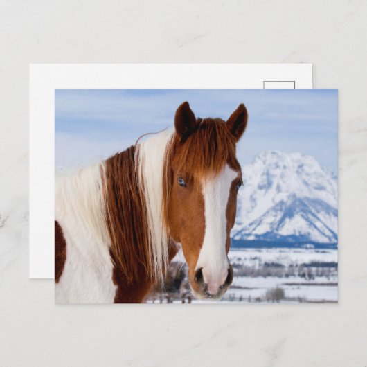 Carte Postale Pinto Horse Le mont Moran en hiver (Devant / Derrière)
