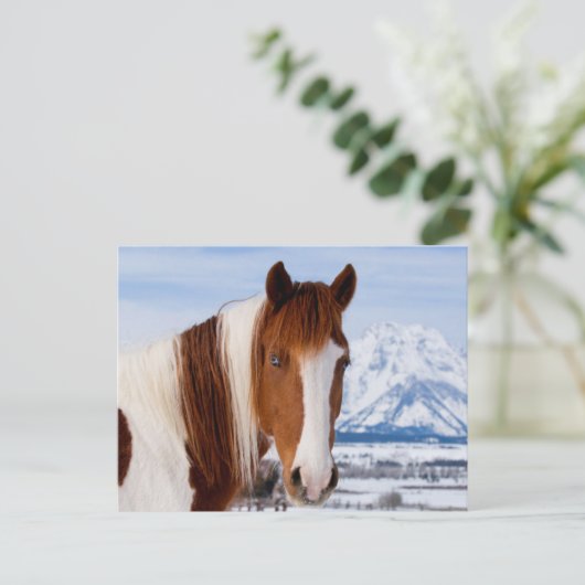 Carte Postale Pinto Horse Le mont Moran en hiver (Debout devant)