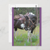 Carte postale Pinto mare Fargo (Devant / Derrière)