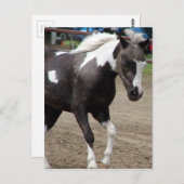 Carte Postale Pinto Mini Horse (Devant / Derrière)