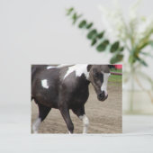 Carte Postale Pinto Mini Horse (Debout devant)