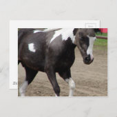 Carte Postale Pinto Mini Horse (Devant / Derrière)