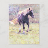 Carte Postale Pinto Pony (Devant)