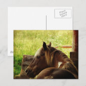 Carte Postale Pinto Pony (Devant / Derrière)