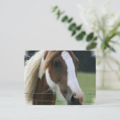 Carte postale Pinto Pony (Debout devant)