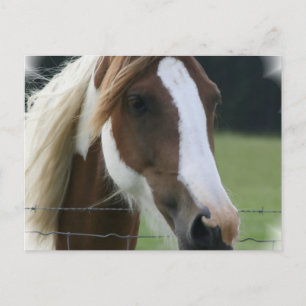 Carte postale Pinto Pony