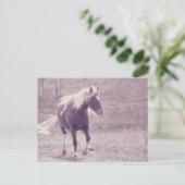 Carte Postale Pinto Pony (Debout devant)