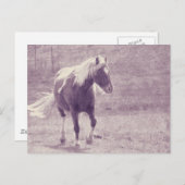 Carte Postale Pinto Pony (Devant / Derrière)