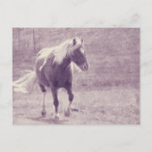 Carte Postale Pinto Pony (Devant)