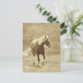 Carte Postale Pinto Pony en sépia (Debout devant)