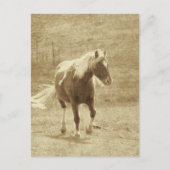 Carte Postale Pinto Pony en sépia (Devant)