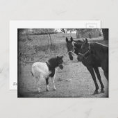 Carte postale Pinto Pony et Chevaux (Devant / Derrière)