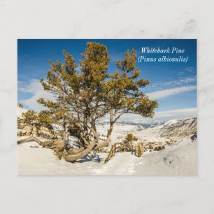 Carte Postale Pinus albicaulis - Yellowstone