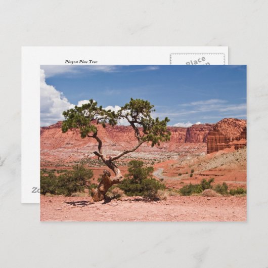 Carte Postale Pinyon (Devant / Derrière)