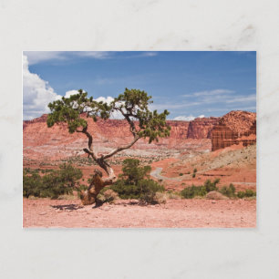 Carte Postale Pinyon