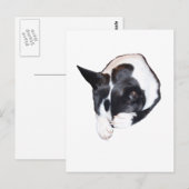 Carte Postale Piper - Dormir (Devant / Derrière)