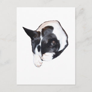 Carte Postale Piper - Dormir