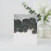 Carte Postale Pipettes Rottweiler (Debout devant)